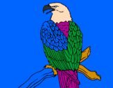 Coloring page Eagle on branch painted byluis