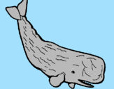 Coloring page Large whale painted byhaleigh