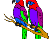 Coloring page Parrots painted bychloe and jack