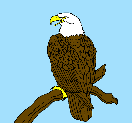 Coloring page Eagle on branch painted byDaniel S. Alder