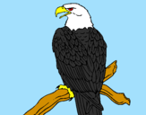 Coloring page Eagle on branch painted byhaleigh
