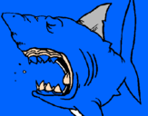 Coloring page Shark painted byluis