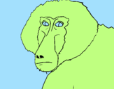 Coloring page Baboon painted byClhoe