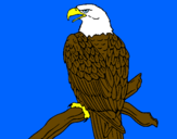 Coloring page Eagle on branch painted bykyla