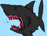 Coloring page Shark painted bymiranda