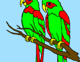 Coloring page Parrots painted bykyla 