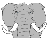 Coloring page African elephant painted bykyla 
