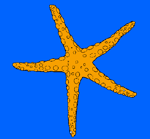Little starfish