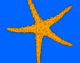 Coloring page Little starfish painted bymorgan