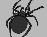 Coloring page Poisonous spider painted byestuardo