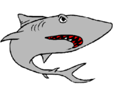 Coloring page Shark painted bylucca