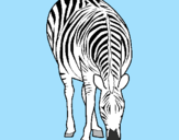 Coloring page Zebra painted bysnoopyfan