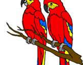 Coloring page Parrots painted byADRIAN