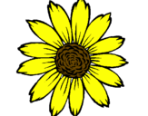 Coloring page Sunflower painted bynicoe