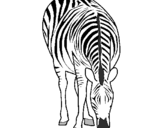 Coloring page Zebra painted bydiego