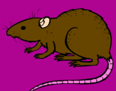 Coloring page Underground rat painted byingryd