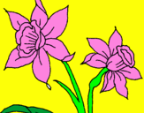 Coloring page Orchid painted bylalachika
