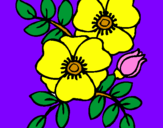 Coloring page Poppies painted byPersikla