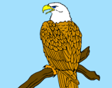 Coloring page Eagle on branch painted bynrw