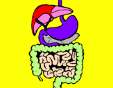 Coloring page Intestines painted byFFFDoso