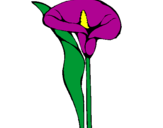 Coloring page Iris painted byrocio