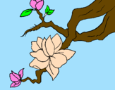 Coloring page Almond flower painted byanonymous