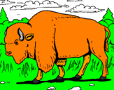 Coloring page Buffalo painted bylucas