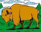 Coloring page Buffalo painted bylalachica
