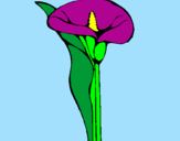 Coloring page Iris painted byanonymous