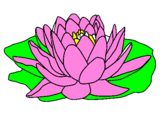 Coloring page Nymphaea painted byButterfly