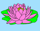 Coloring page Nymphaea painted bylily pad