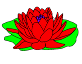 Coloring page Nymphaea painted bymarla