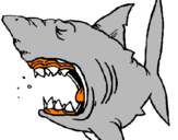 Coloring page Shark painted byLucca     eu    bruce