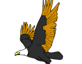 Coloring page Eagle flying painted byisaiah