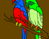 Coloring page Parrots painted byAhmad Farhan 