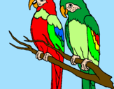 Coloring page Parrots painted byjanelle