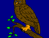 Coloring page Barn owl painted bypedro