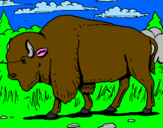 Coloring page Buffalo painted bypedro