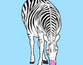 Coloring page Zebra painted bypedro