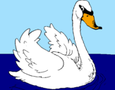 Coloring page Swan in water painted bypedro   gustavo