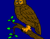 Coloring page Barn owl painted bypedro