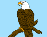 Coloring page Eagle on branch painted bypedro