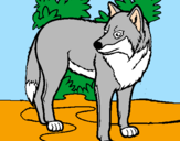 Coloring page Wolf painted bymorgan miller