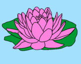 Coloring page Nymphaea painted byIsabela