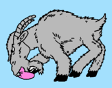 Coloring page Angry goat painted bypedro