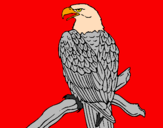 Coloring page Eagle on branch painted byArmands