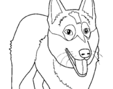 Coloring page Alsatian dog painted byhellen