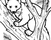 Coloring page Pine marten in tree painted byhellen