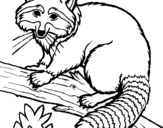 Coloring page Raccoon painted byhellen