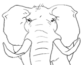 Coloring page African elephant painted bypedro